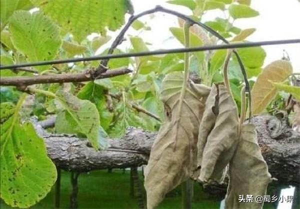 树干为什么是圆的，为什么树干都是圆的（茎对于猕猴桃的作用有多大）