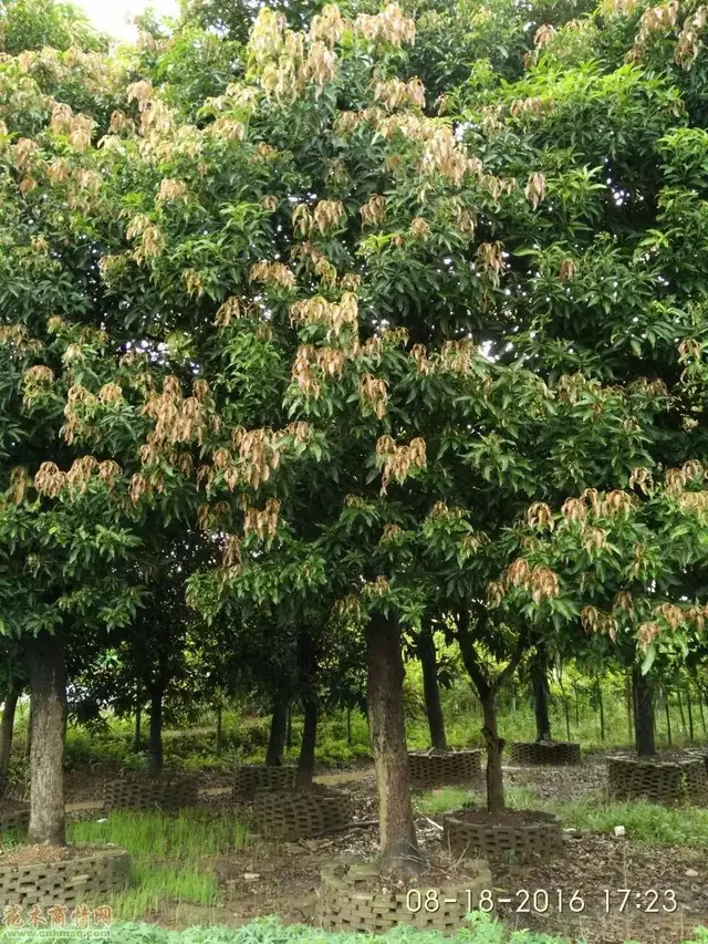 芒果怎么种植方法，芒果的种植方法（亩收益都上万）