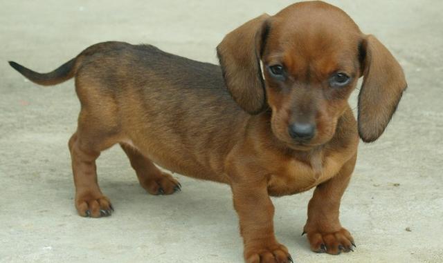 宠物狗品种图片大全，宠物狗的品种（常见宠物狗大全：品种）