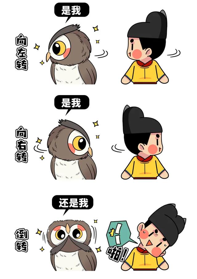 养雪鸮犯法吗，宠物雪貂多少钱一只（猫头鹰的构造原来这么奇葩）