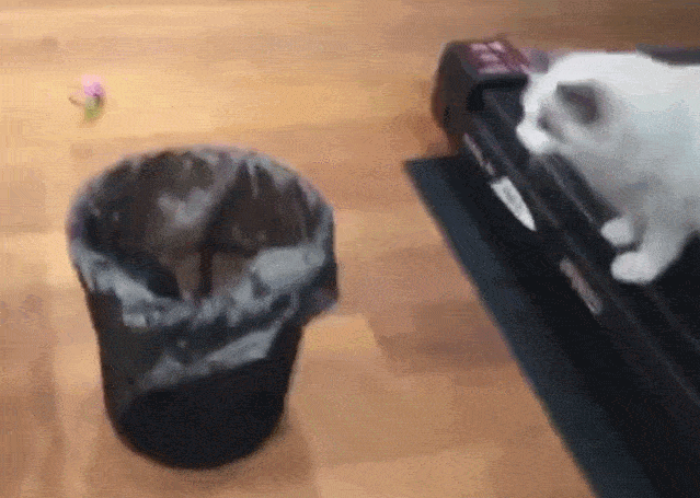 布偶猫为什么不能养，布偶猫为什么不能养呢（以后我不会再养“布偶猫”了）