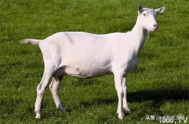 大同特产，世界上最好的羊，看看都在哪（大同特产有什么可以送礼的）