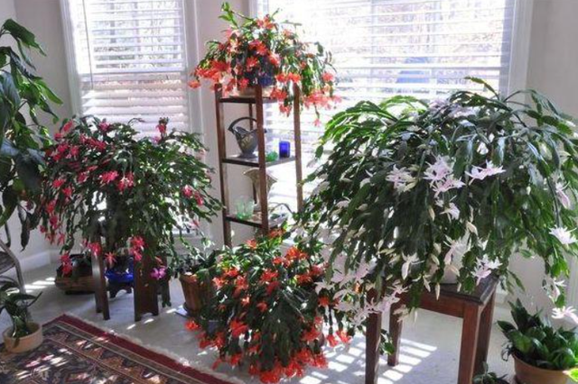 蟹爪兰的养殖方法，蟹爪兰的养殖方法和注意事项有哪些（蟹爪兰一次能开上百朵）