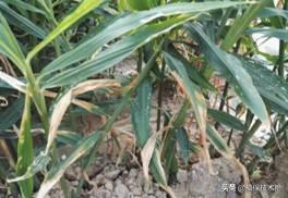 为什么我种的风姜叶子变黄了，姜叶为什么会变黄（可能是这些原因造成的）