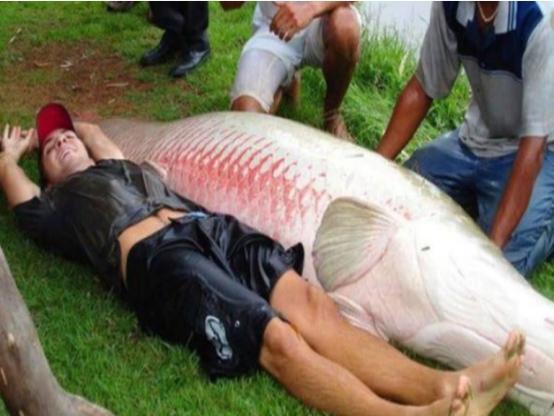 每天吃一条鱼的危害，每天吃一条鱼的危害大吗（5类鱼没营养）