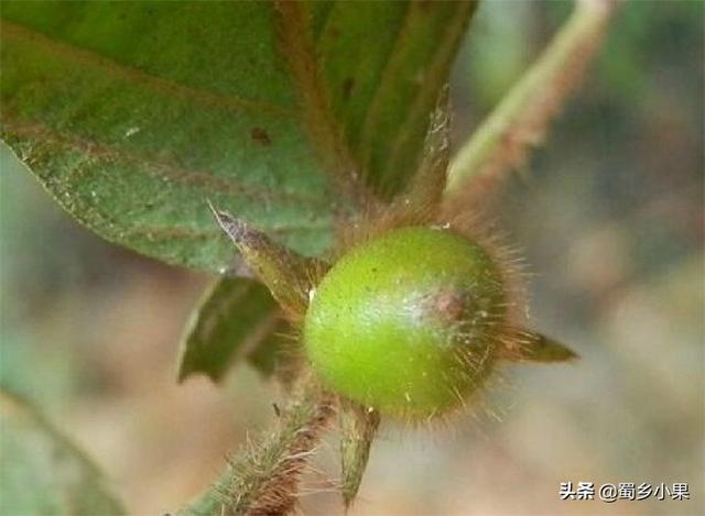 柿科植物有哪些，你不知道的8大柿属植物