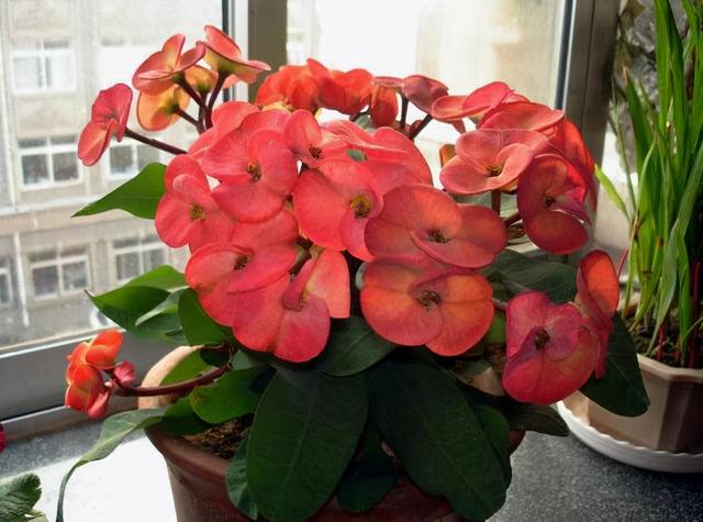 这6盆花专吃“病毒”，现在家家户户都在养（常见常养的6种“带毒花”）