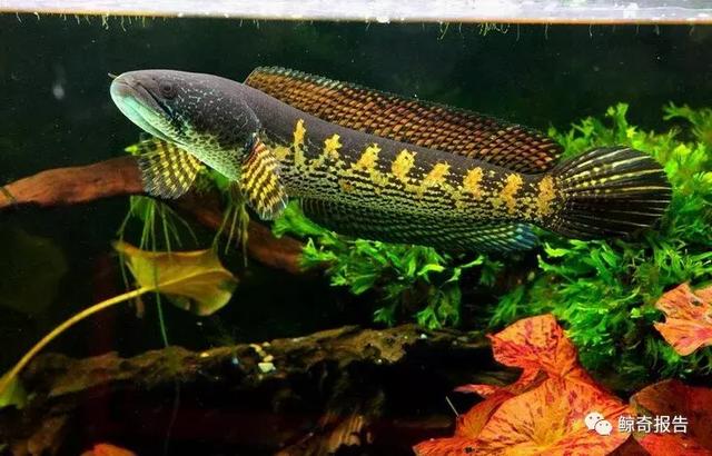 黄金眼镜蛇雷龙，黄金眼镜蛇饲养说明书（黄金眼镜蛇雷龙能长多大）