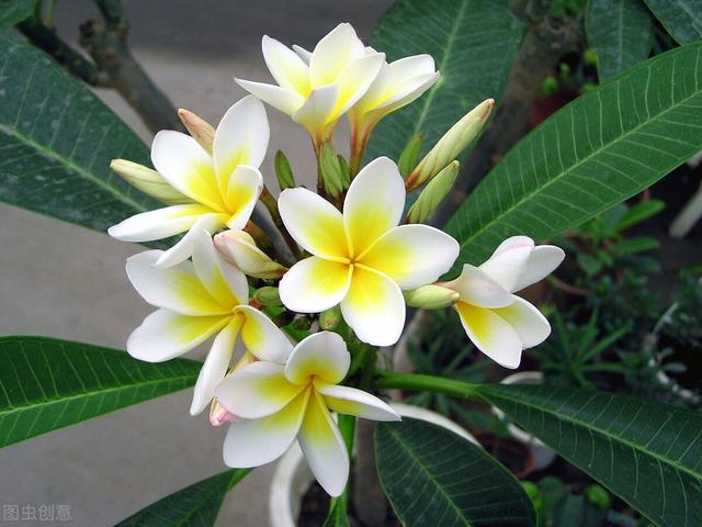 郁金香花语和寓意，你们知道这些花的花语吗（黄色郁金香花语和寓意）