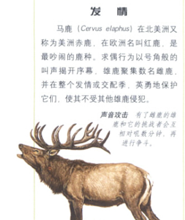 大角鹿被称为爱尔兰麋鹿还是北美驯鹿，爱尔兰麋鹿灭绝了吗（哺乳纲动物之牛科动物）