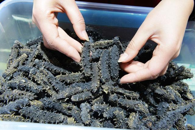 海参保质期多久，发好的海参冷冻的保质期多久（干海参也有保质期）