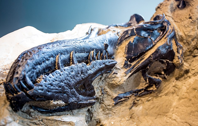 暴龙和霸王龙的区别有哪些，霸王龙是暴龙的一种还是属于暴龙（6700万年前“双龙决斗”化石被发现）