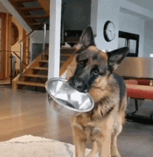 为什么很少人养德牧，为什么养德牧的人比养杜宾的人多（德牧是“万能工作犬”）