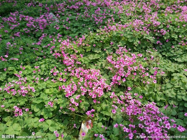 三叶草是苜蓿草吗，三叶草就是苜蓿草吗（国花系列8——爱尔兰国花）