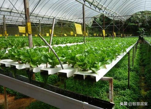 家庭怎样无土种植空心菜，水培空心菜（无土栽培技术却如此简单）
