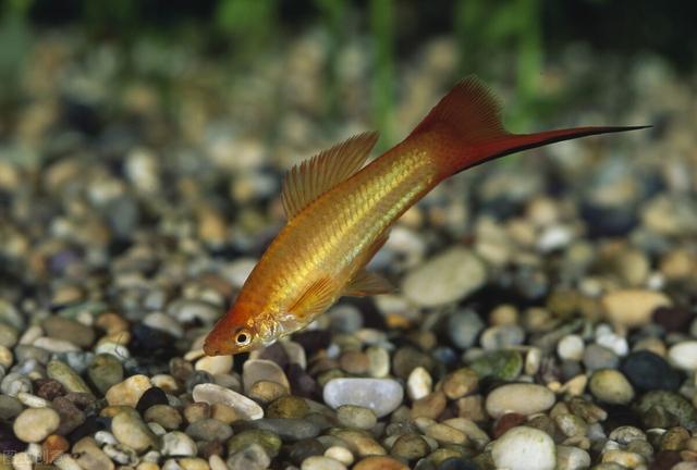 对对红的养殖方法和注意事项，对红怎么养,对红的养殖方法和注意事项（要学会创造条件）