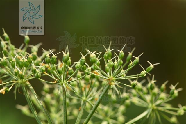 本草图经作者是谁，《本草图经》的作者（芎藭 蘼蕪 藁本）