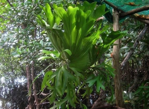 热带雨林常见植物名称，热带雨林常见植物名称及图片（十大热带雨林植物，你认识吗）