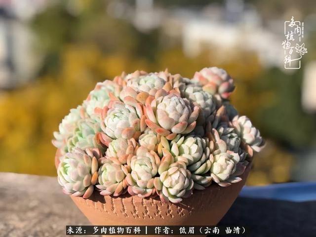 很丧很失望——低眉.，皱着眉头哭丧（陪你度过寒冷的圣诞平安夜图片）