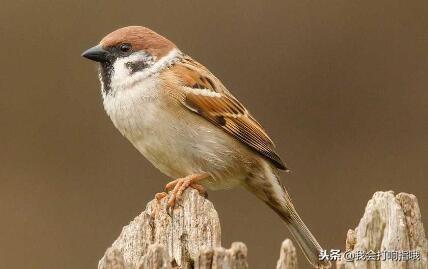梦见麻雀什么意思，做梦梦到麻雀是什么意思（周公解梦：要是梦见这件事情）