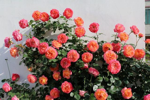 玛格丽特王妃月季，玛格丽特王妃花苞（最值得养的“月季”）