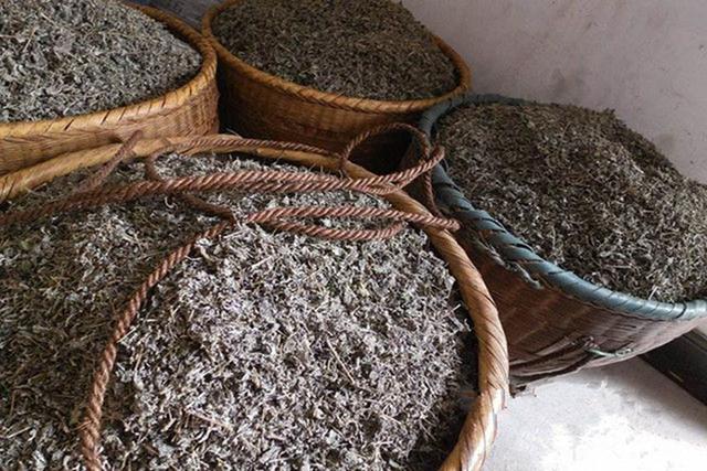 泡出来像嫩芽似地茶叶叫什么茶，一泡就像嫩芽一样的茶叫什么（满披白霜、先苦后甜、口感鲜醇清甜、回甘浓烈）