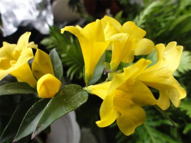 香水茉莉的养殖方法和注意事项，香水茉莉的养殖方法和注意事项北方（关键看配土和病害预防）