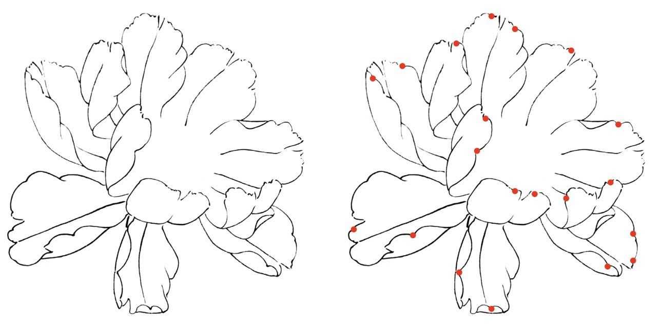 工笔画牡丹的结构