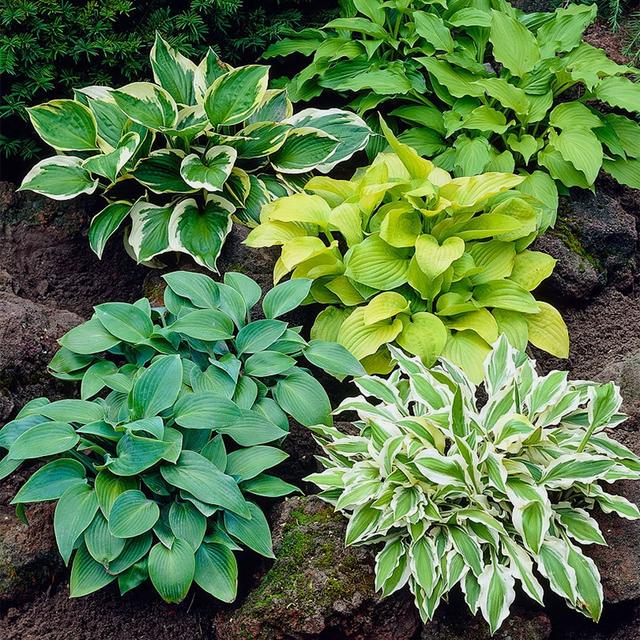 春天的植物有哪些，春天常见的植物（“24种”适合冬天种植的花草）