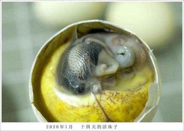 旺鸡蛋和活珠子的区别，什么是活珠子（南京街头的暗黑料理）