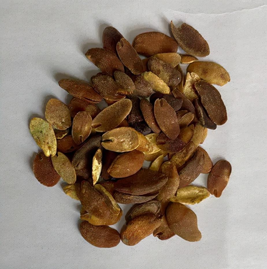 黄皮果柠檬(黄皮爆柠真好喝!