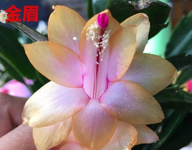 蟹爪兰图片，蟹爪兰你不知道的品种（蟹爪兰支架图片大全）