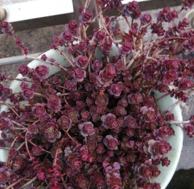 和玫瑰花很像的花，像玫瑰一样的多肉植物（多肉界的“小玫瑰”）