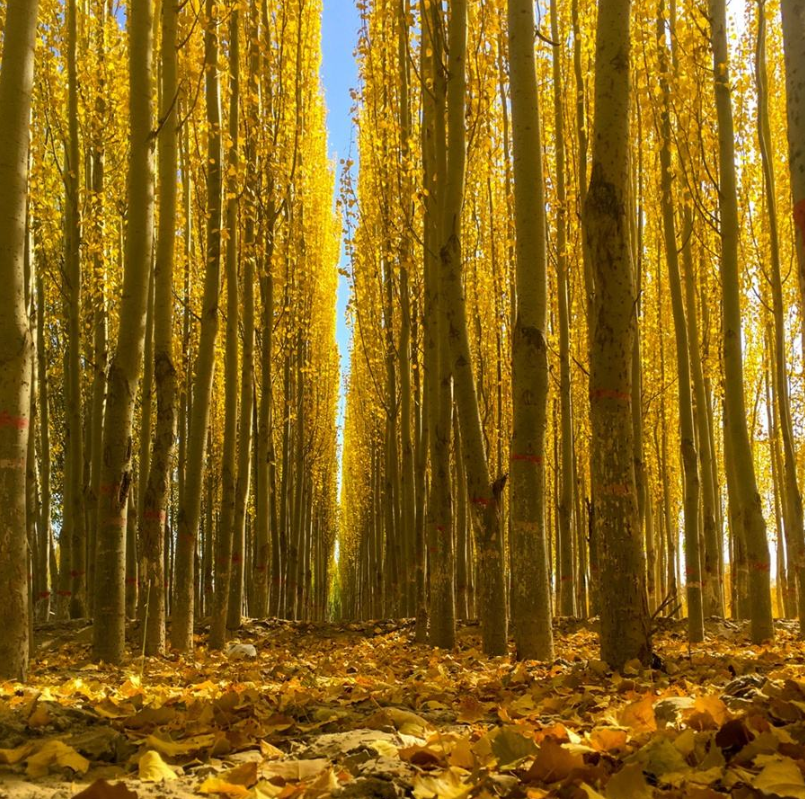 杨树图片(一棵小白杨) - 赤虎壹号