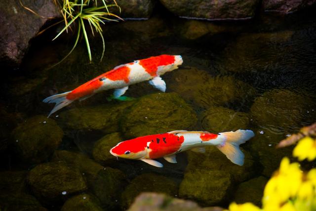 日本锦鲤鱼或池塘里的鲤鱼(图片来自 ic photo)红色锦鲤日本鲤鱼鱼在