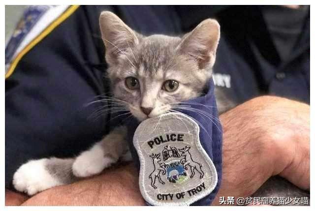 日军与德军哪个更恶毒，日军怕德军吗（为啥战争中常常用狗做间谍）