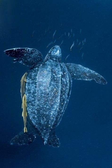 海龟是两栖动物吗，海龟是不是两栖动物（海龟历史久活得还久）