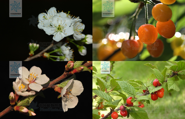 樱花和樱桃的关系，樱花树结的果子叫什么（樱花结的果和樱桃有关系吗）