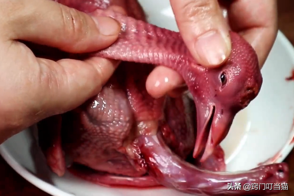 鸽子头能吃吗，鸽子汤为什么不能放姜（鸽子身上5个部位含有毒素）