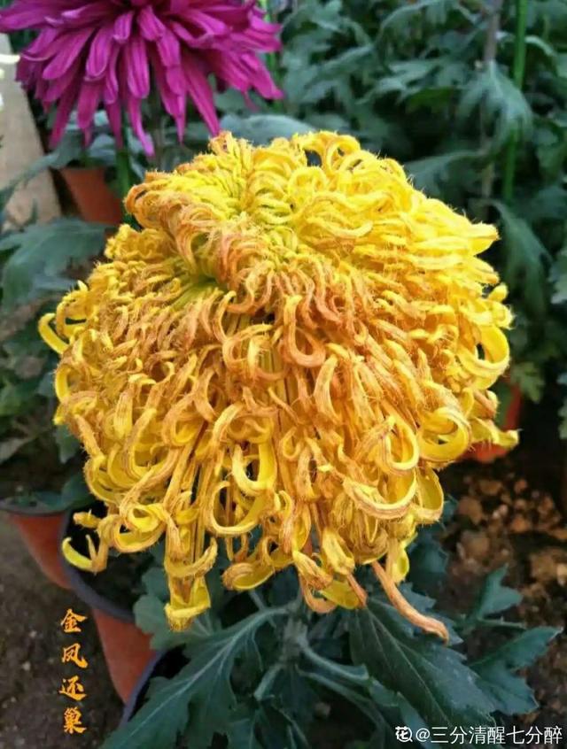 荷花有几种颜色，莲花有几种颜色分别是象征什么（1盆菊花售价1.2万）