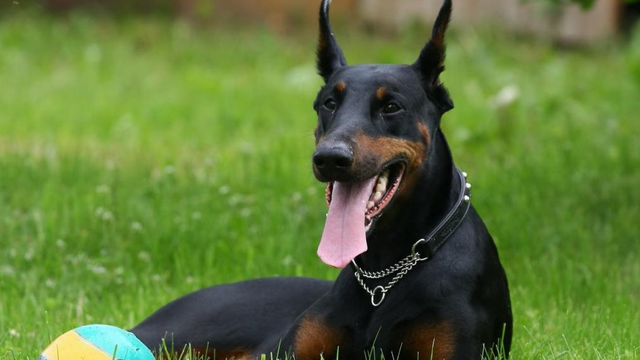 杜賓犬打架,養杜賓犬需要了解這幾點(杜賓犬打架視頻)