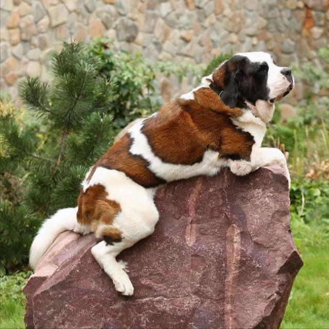 卡南犬，世界上“最臭”的7种狗狗（卡南犬哪里卖）