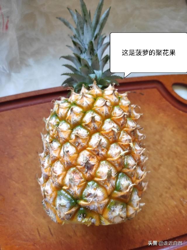 菠萝的种子是什么，菠萝的种子是什么?怎么种（菠萝是一个果实吗）