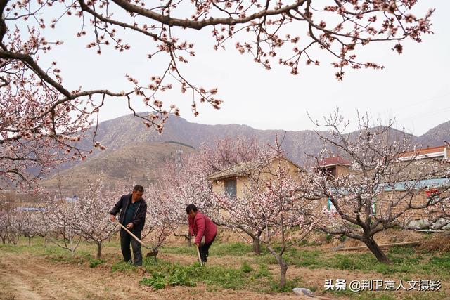 杏花村在山西的哪里，山西有没有杏花村（山西运城发现1个杏花村）