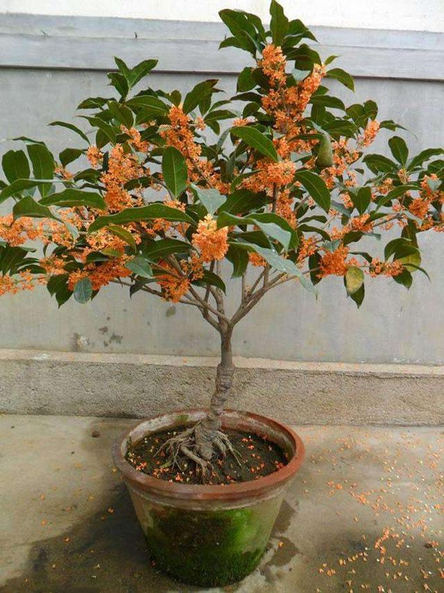 桂花不开花是什么原因造成的，桂花树不开花是什么原因（不知道原因的看这里）