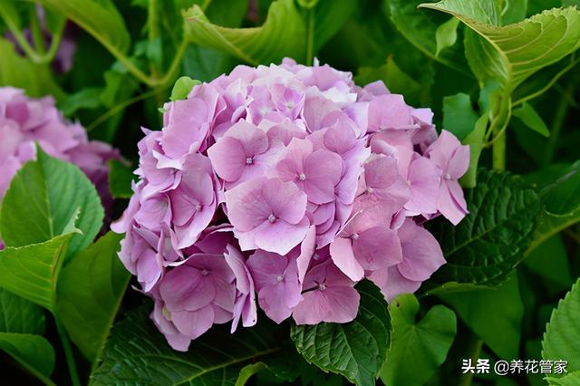 兰花能放在卧室吗，兰花冬天可以放卧室吗（这十种花，卧室不要摆放）