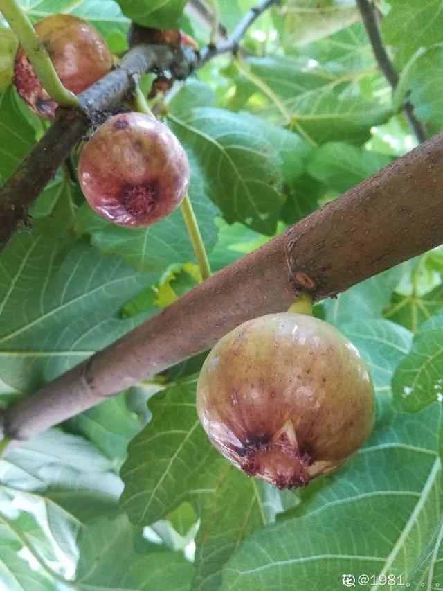 不锈钢盆可以放烤箱吗，烤箱里可以放不锈钢盆吗（10种花最养人）