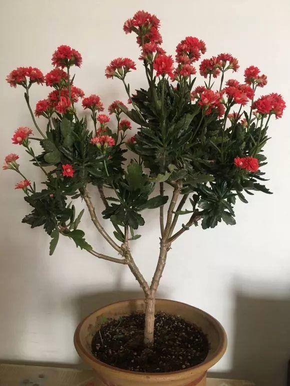 最漂亮的棒棒糖图片，如何画出漂亮的棒棒糖（长寿花半年养成“长寿树”）
