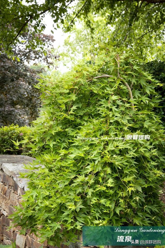 什么样的枫树填空。，什么的枫树填空词语二年级（增添了花园四季色彩之美）