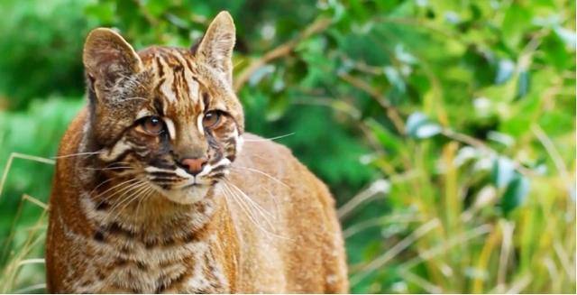 彪真实存在吗，彪到底是什么（东北人常说“你是不是彪”）